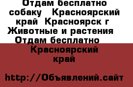 Отдам бесплатно собаку - Красноярский край, Красноярск г. Животные и растения » Отдам бесплатно   . Красноярский край